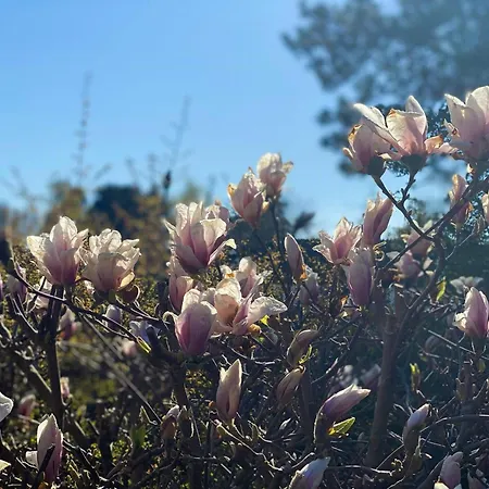 Black Wooden Near Forest And *